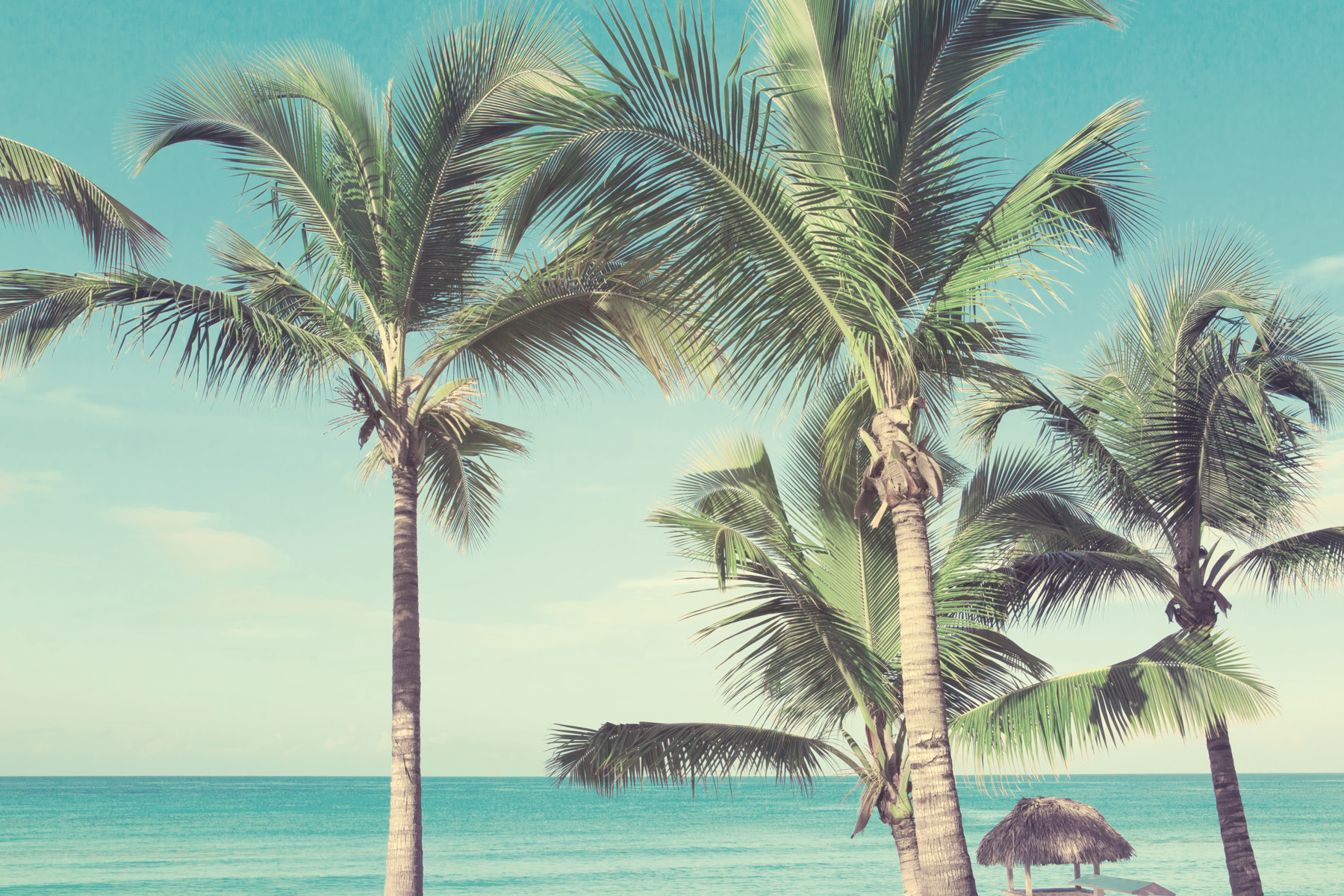 Palm trees on a beach
