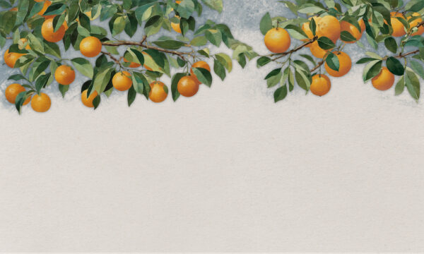 A branch of oranges with leaves