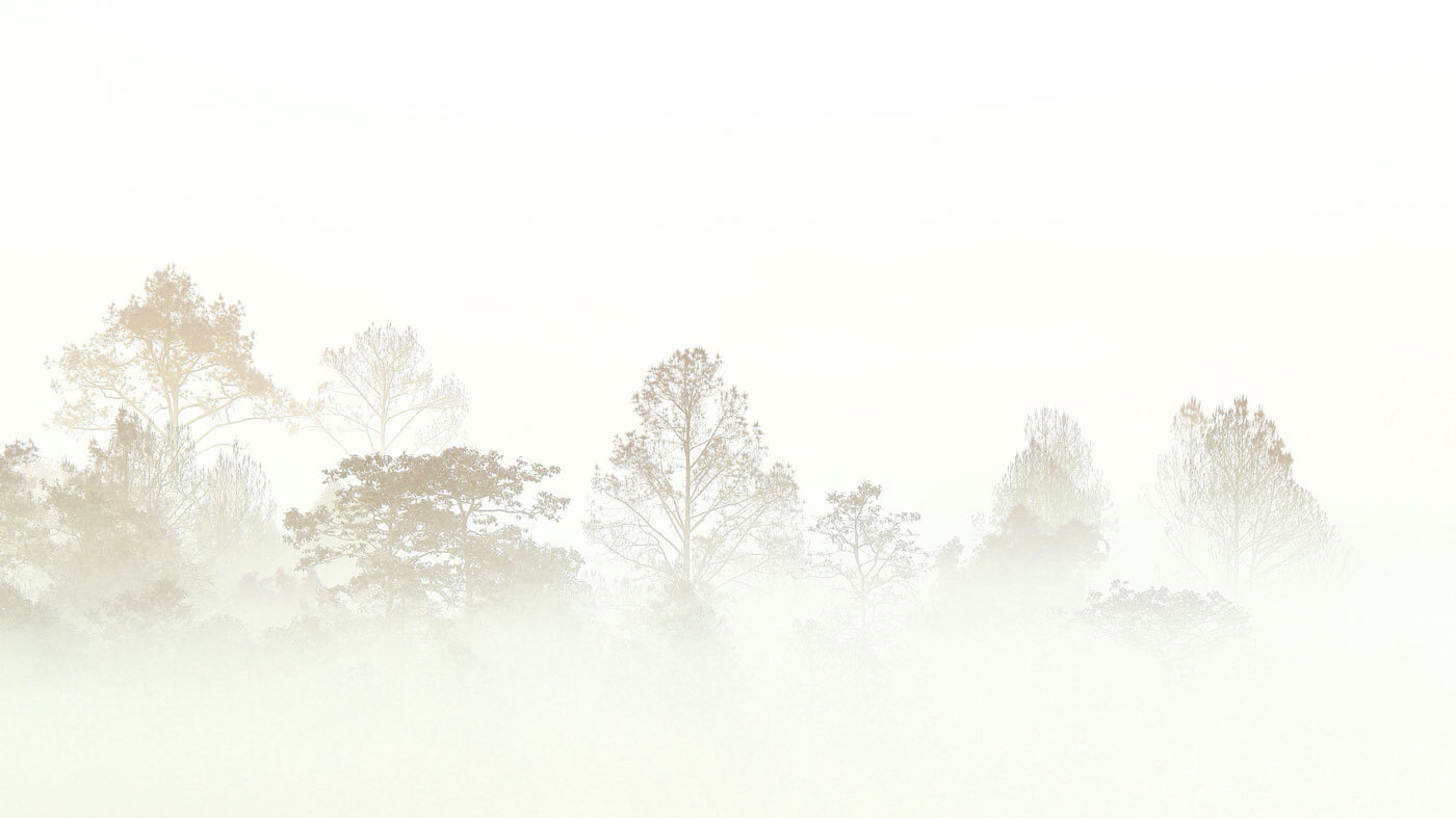 Trees in the fog