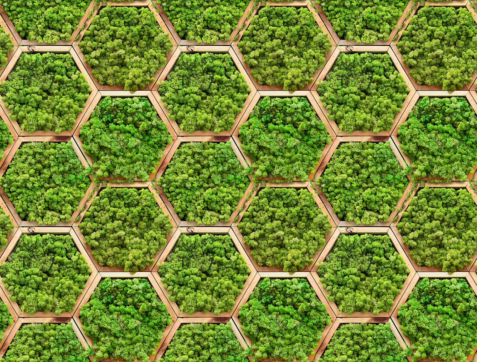 Wall of plants in hexagons