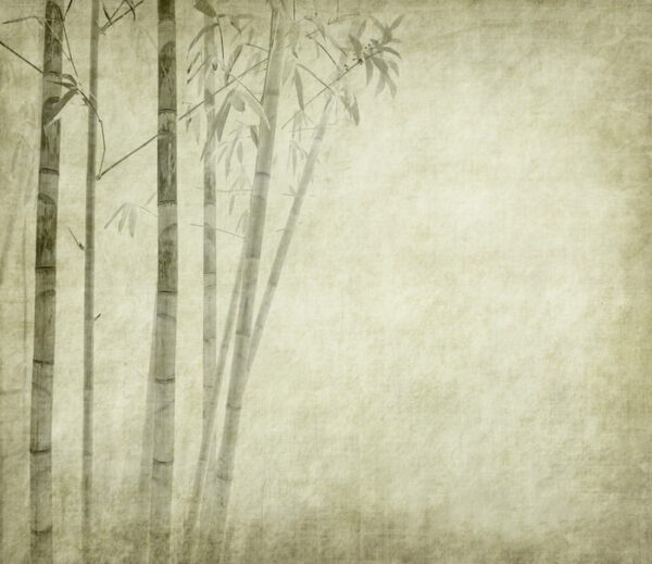 Group of bamboo trees