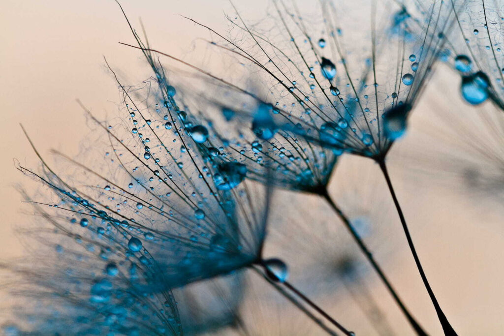 Delicate droplets on fragile petals