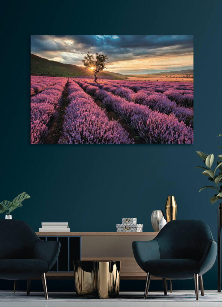 Tree in a field of lavender Tree in a field of lavender