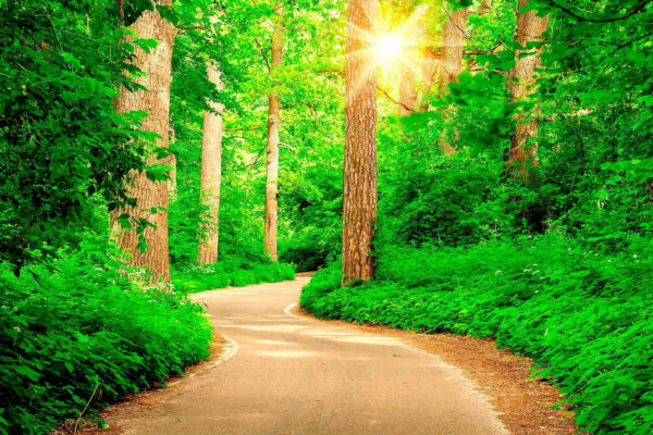 Road through a forest Road through a forest