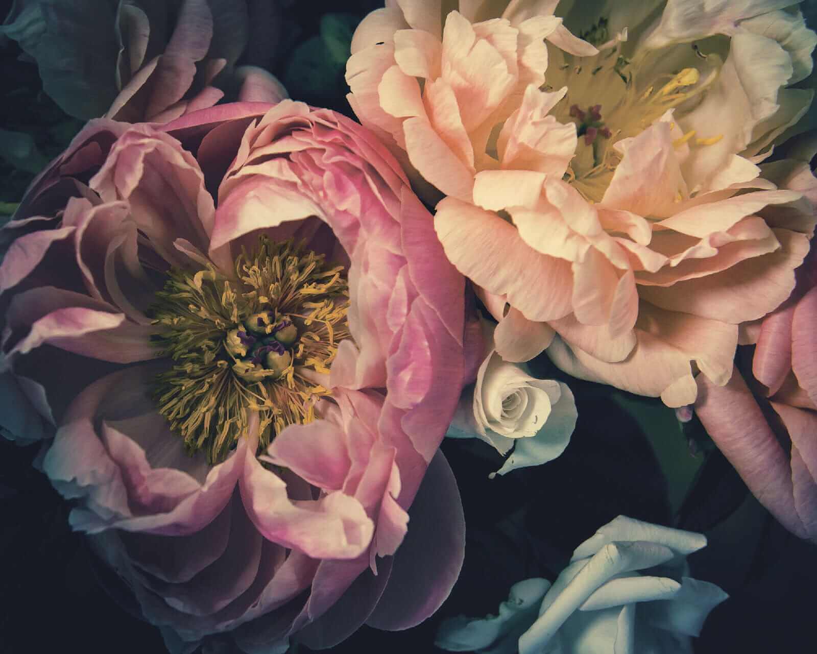 u53297p - Όμορφα άνθη σε απαλές αποχρώσεις - tegory