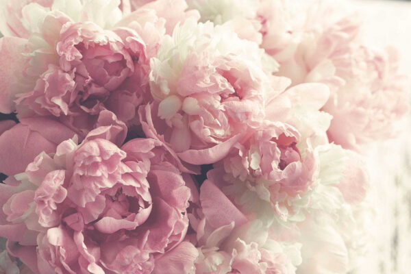 Delicate blooms in soft pastel hues Delicate blooms in soft pastel hues