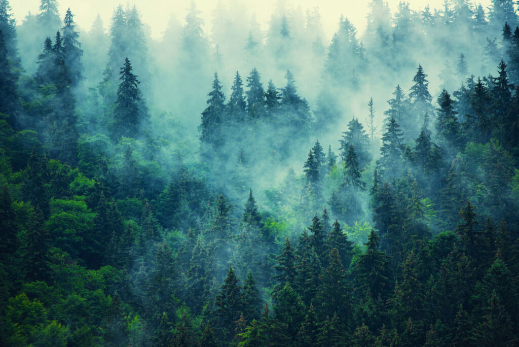 Foggy forest with trees Foggy forest with trees