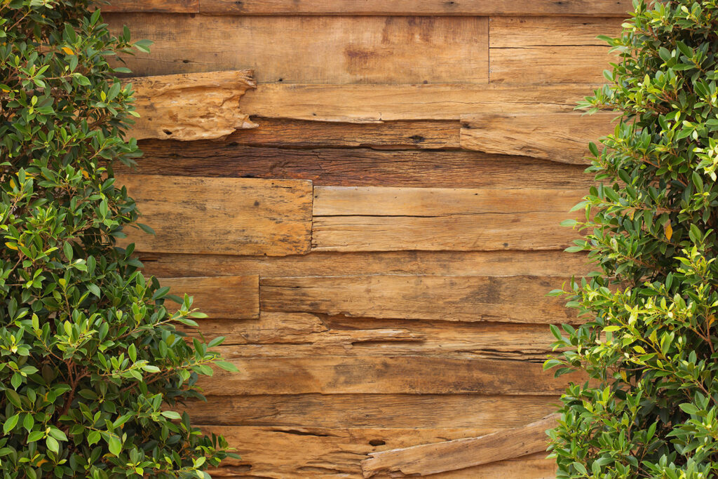 Tree next to a wood wall