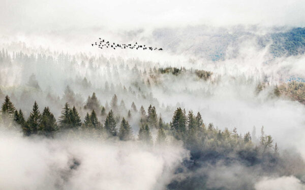 Birds flying over a forest