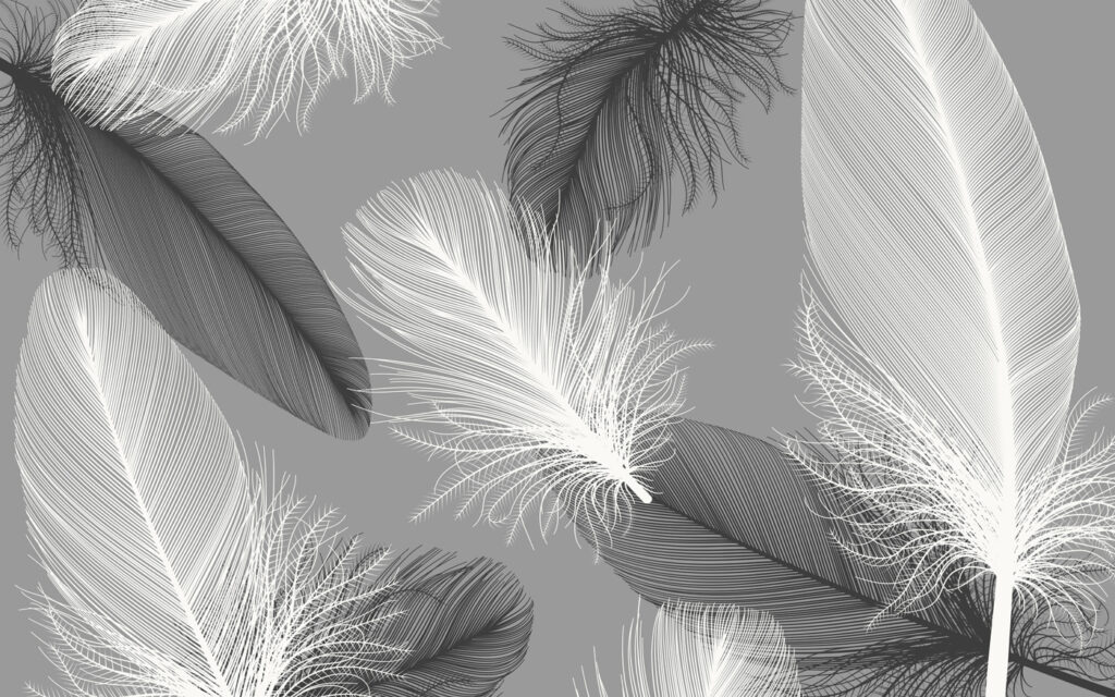 Delicate feathers in soft monochrome