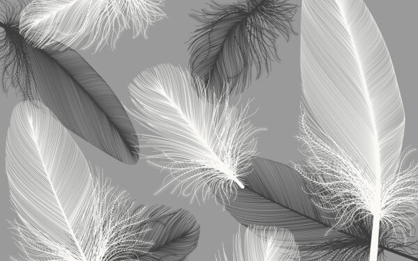 Delicate feathers in soft monochrome