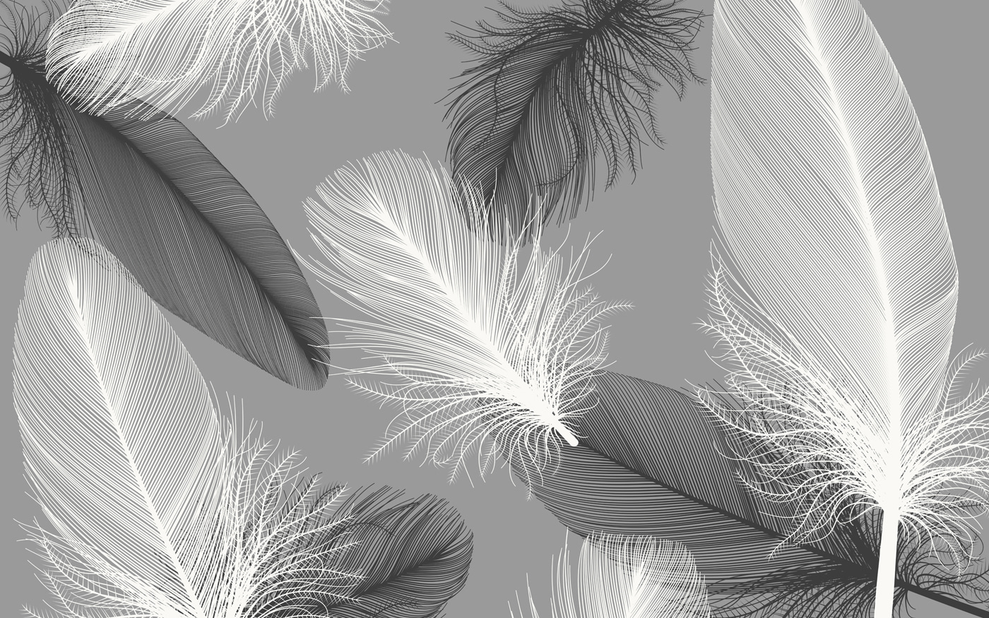 Delicate feathers in soft monochrome