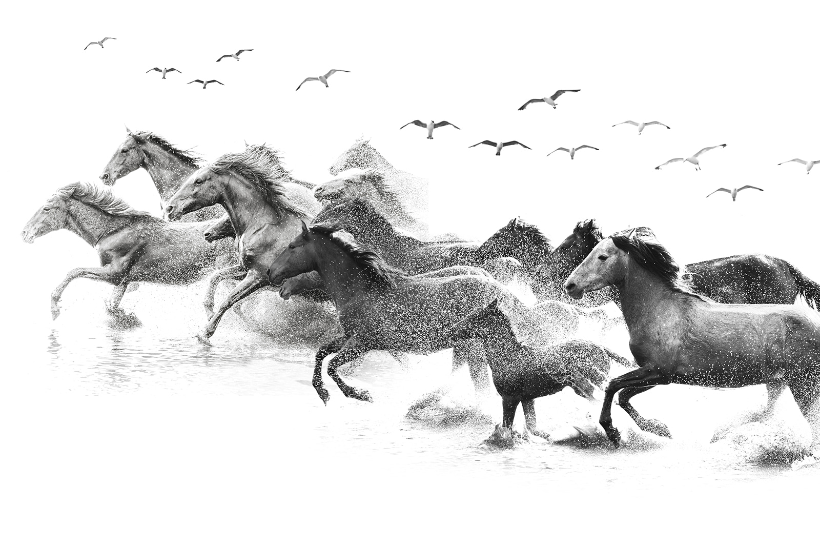 u14413p - Μια ομάδα αλόγων που τρέχουν μέσα στο νερό - tegory