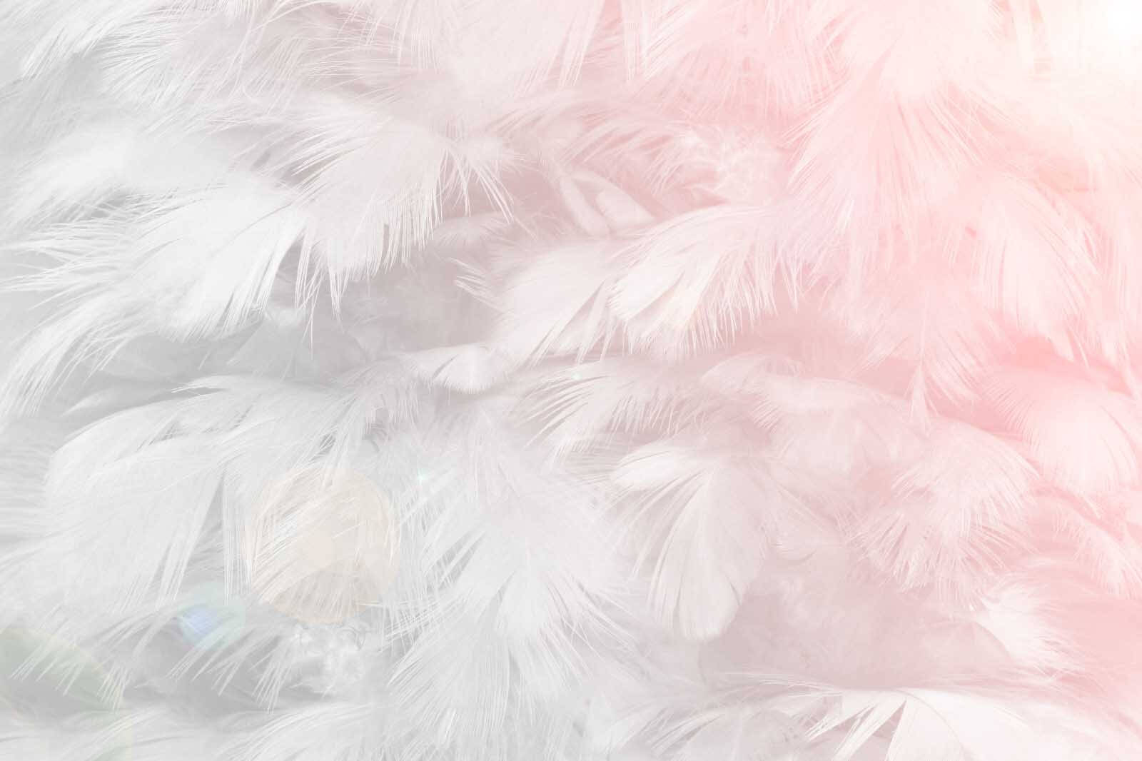 Delicate feathers in soft pastel tones