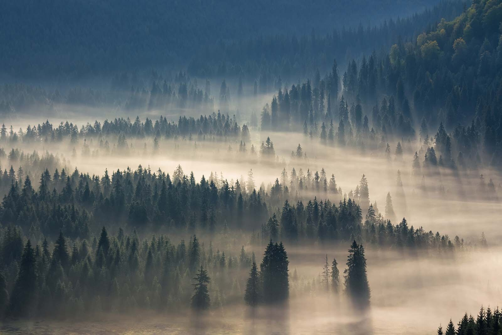 Foggy forest with trees