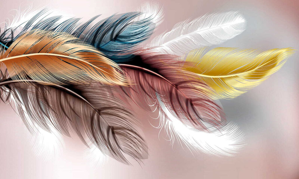 Group of colorful feathers