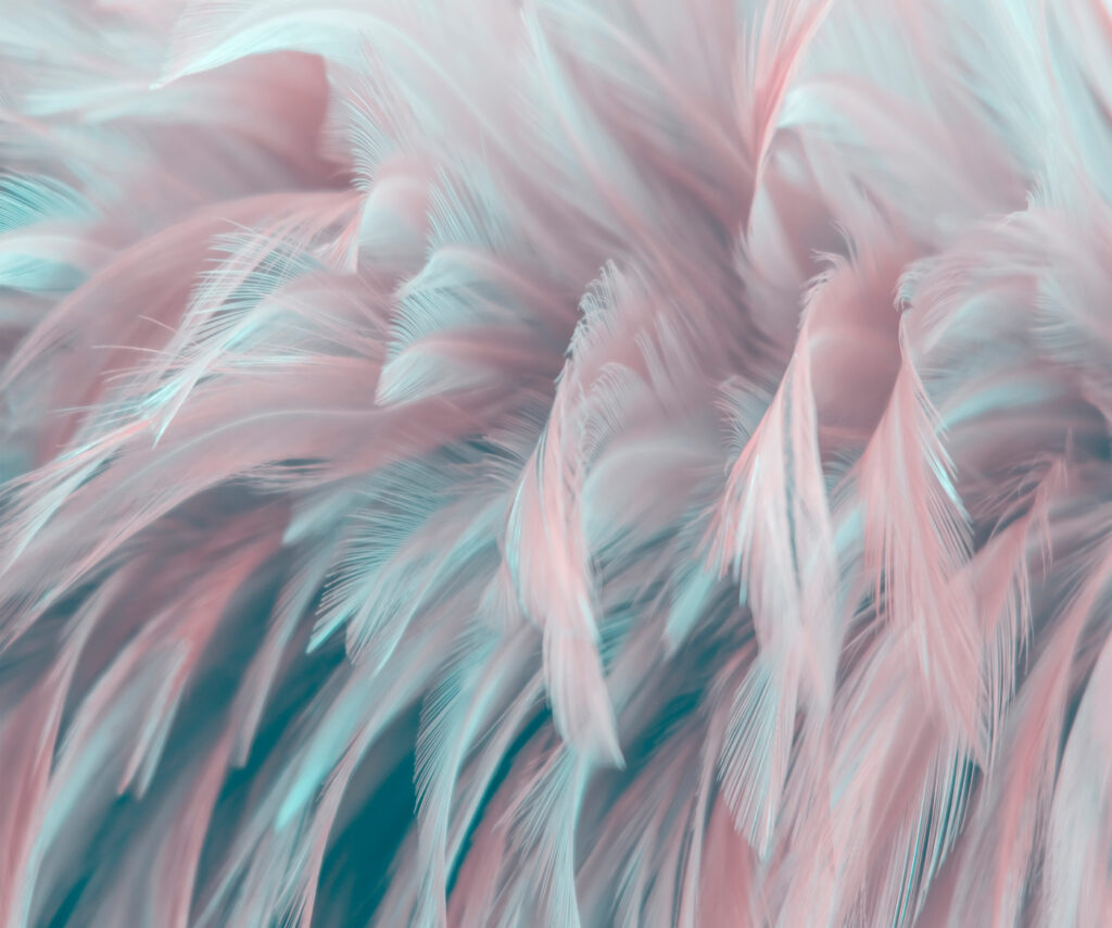 Delicate feathers in soft colors Delicate feathers in soft colors