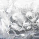 Λευκά φτερά σε παράθυρο Λευκά φτερά σε παράθυρο