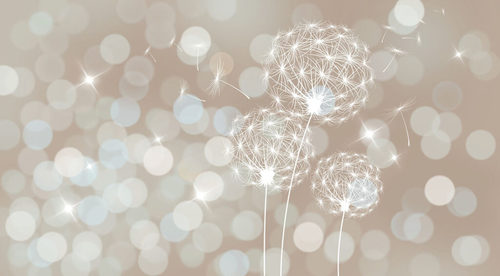 Delicate dandelions in soft backdrop