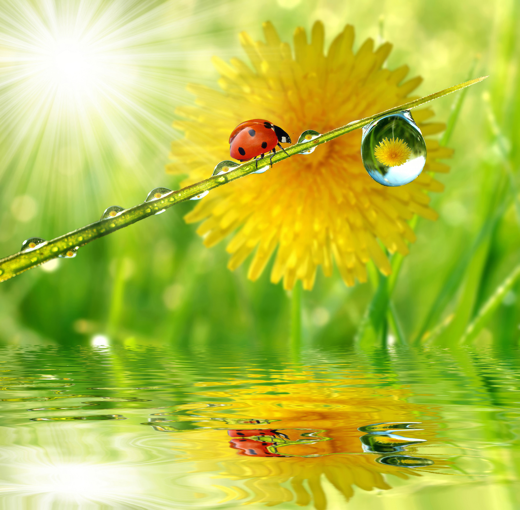 Ladybug on a blade of grass with water drops