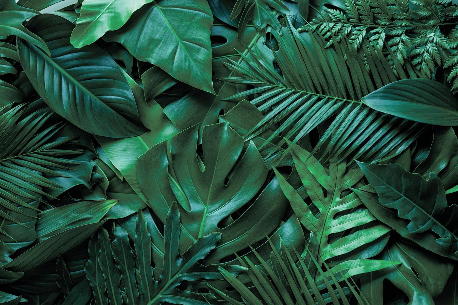 u73631p - Ομάδα πράσινων φύλλων - tegory