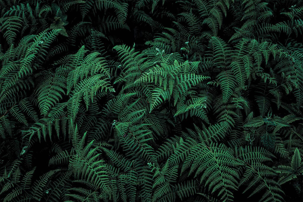 Lush ferns in deep green hues