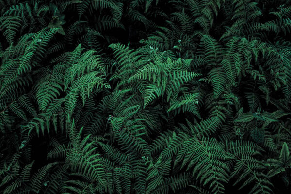 Lush ferns in deep green hues