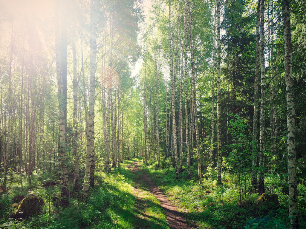 Path through a forest of trees
