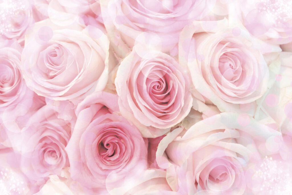 u74374p 1024x683 - Ομάδα από ροζ τριαντάφυλλα - tegory