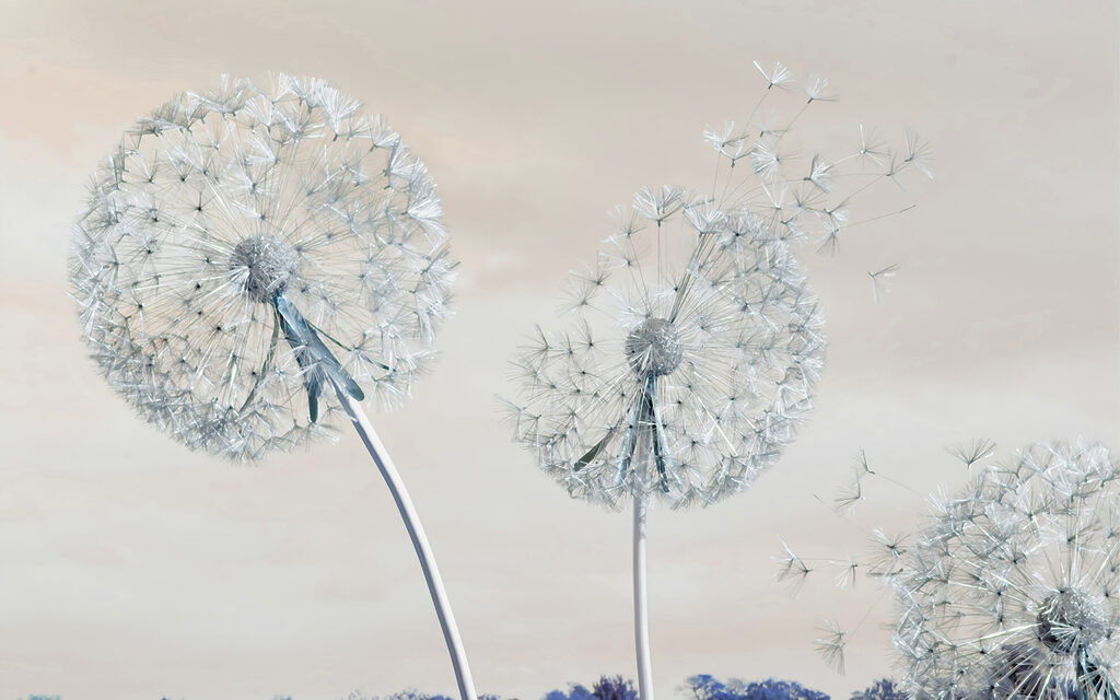 A group of dandelions with seeds