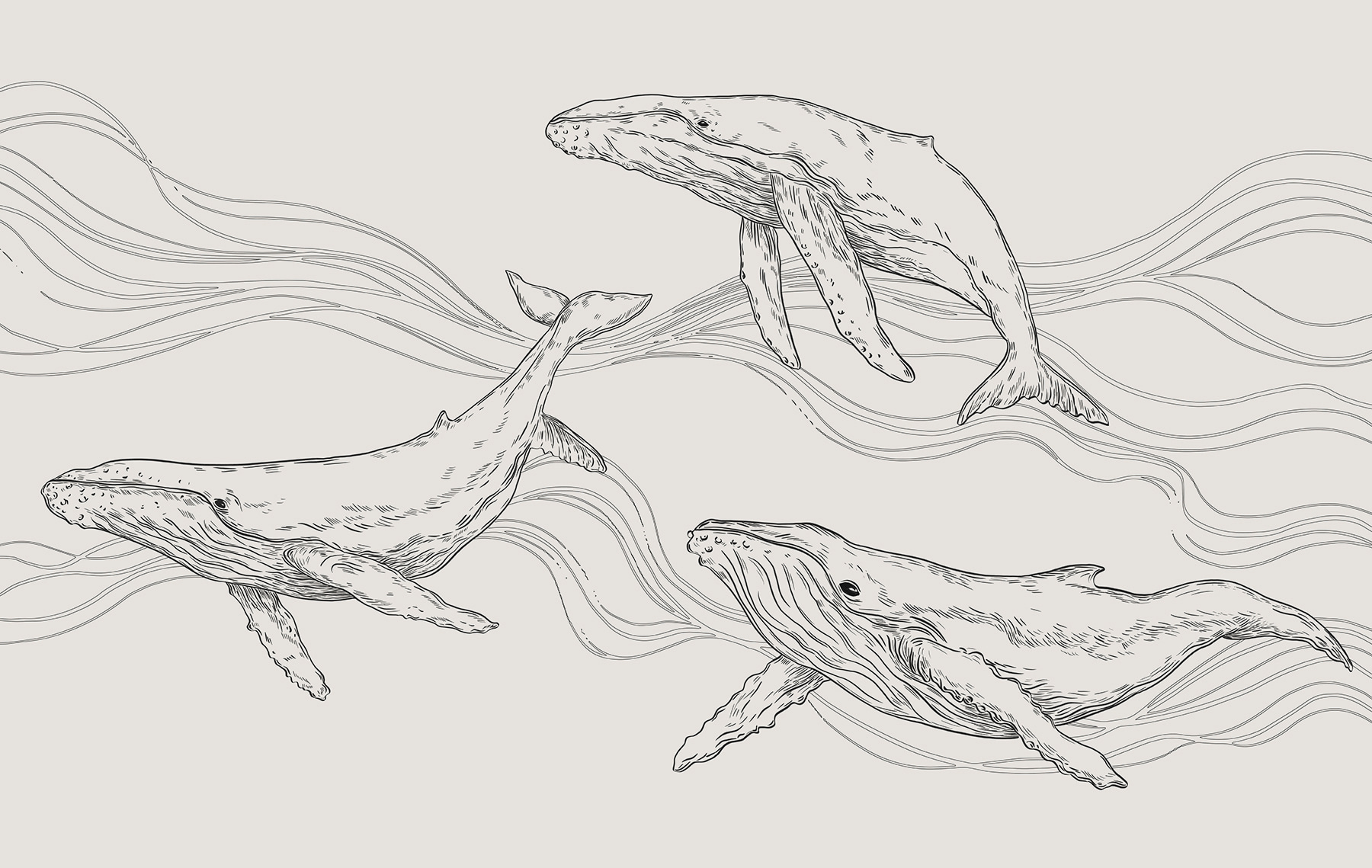 A group of whales swimming in the water