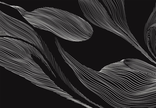 A black and white image of a leaf A black and white image of a leaf