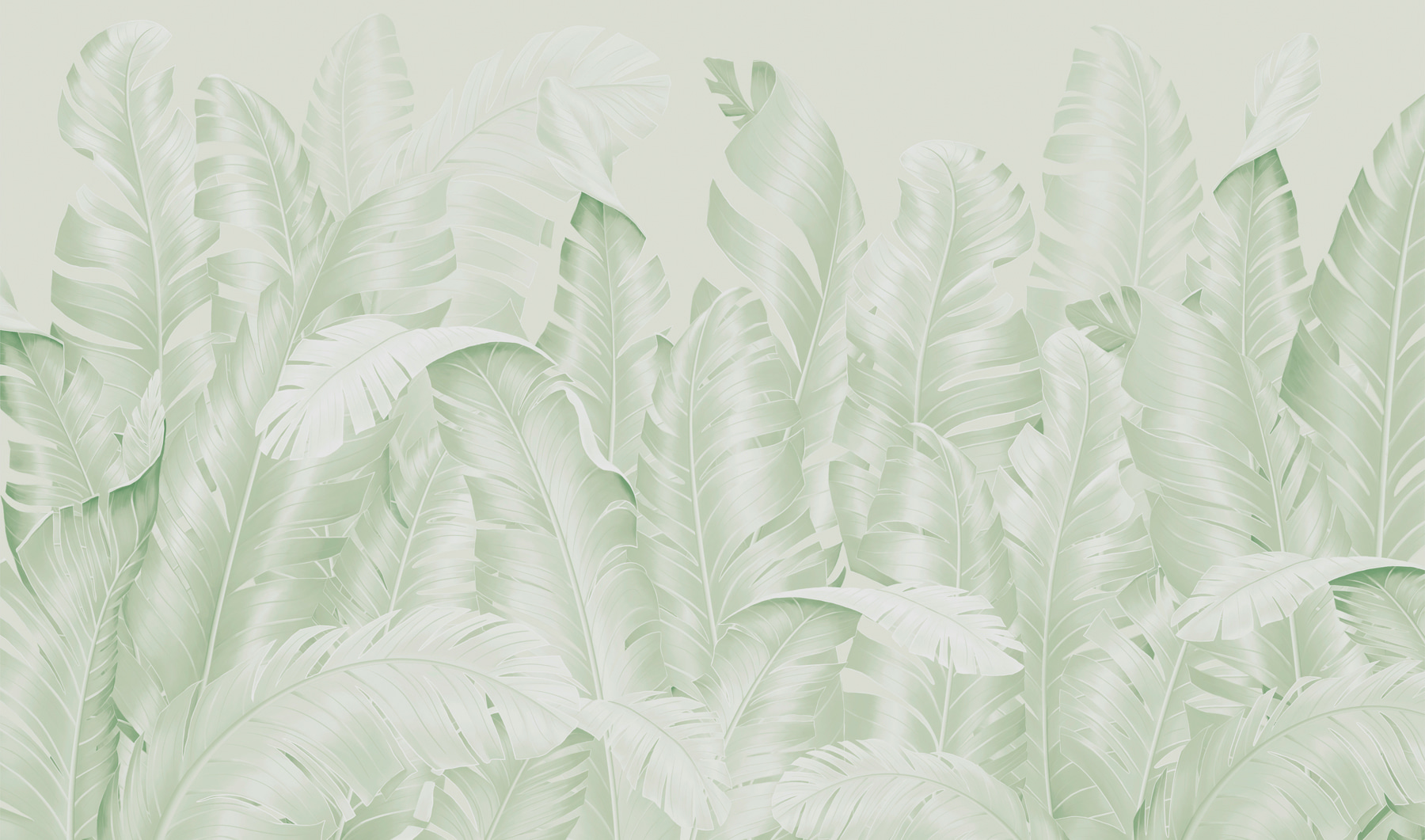 Group of leaves on a white background