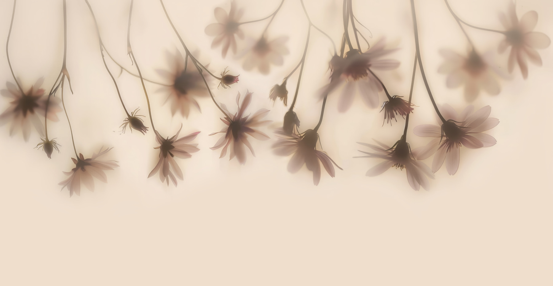 Group of flowers on a white background