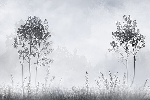 Foggy landscape with trees and grass