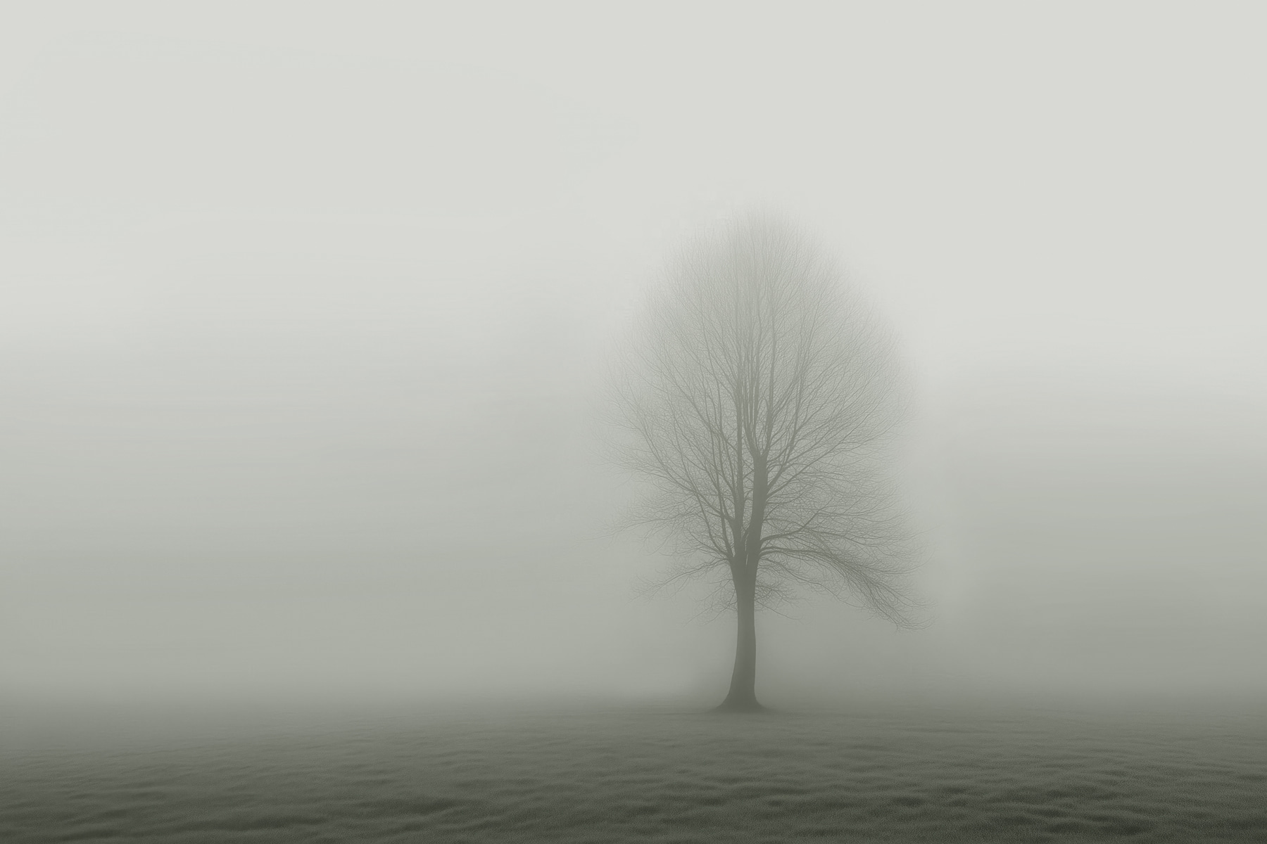 Tree in a foggy field