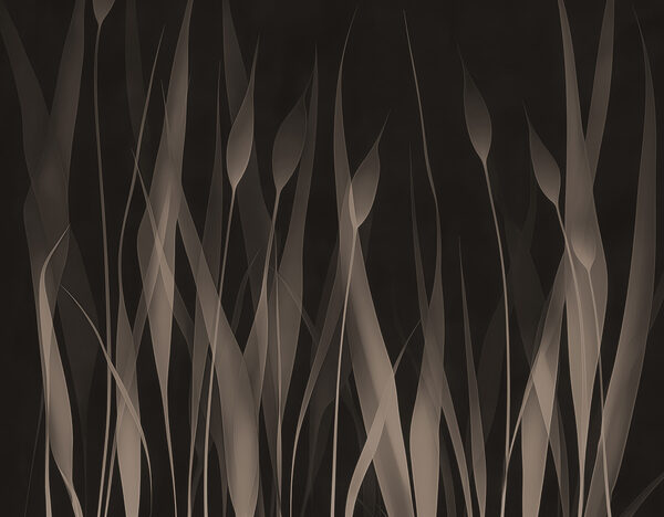 Close up of grass