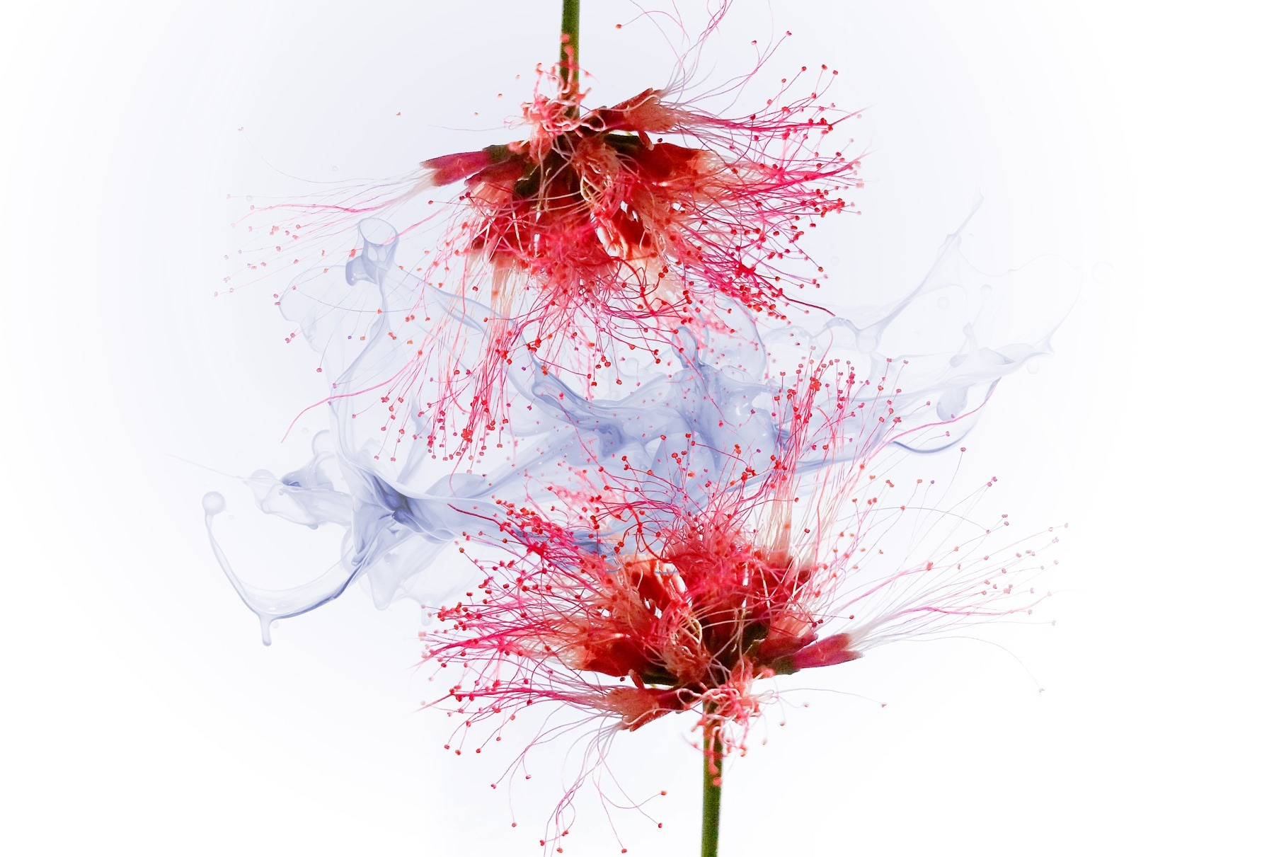 Ethereal blooms in soft colors