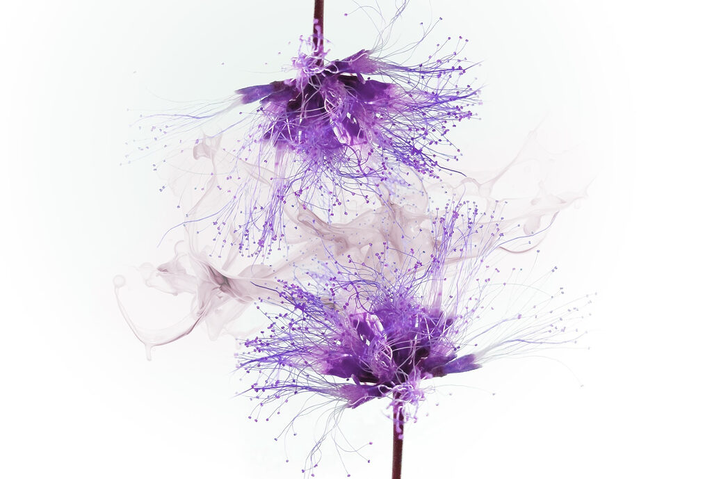 Purple flowers with purple splatters