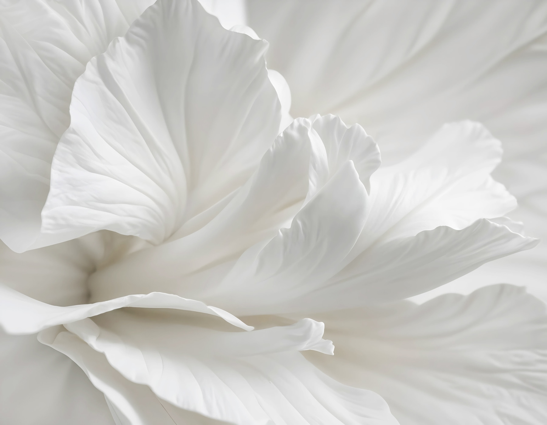 Delicate petals in soft embrace