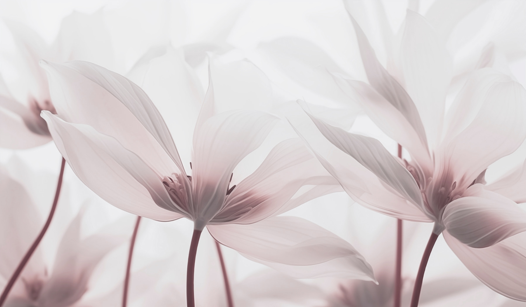Delicate blossoms in soft hues Delicate blossoms in soft hues