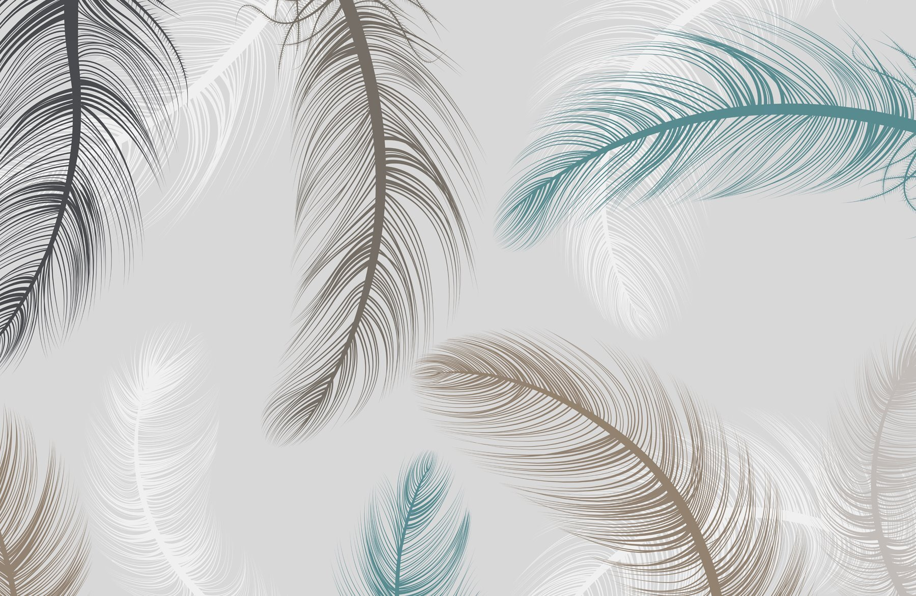 Group of feathers on a white background