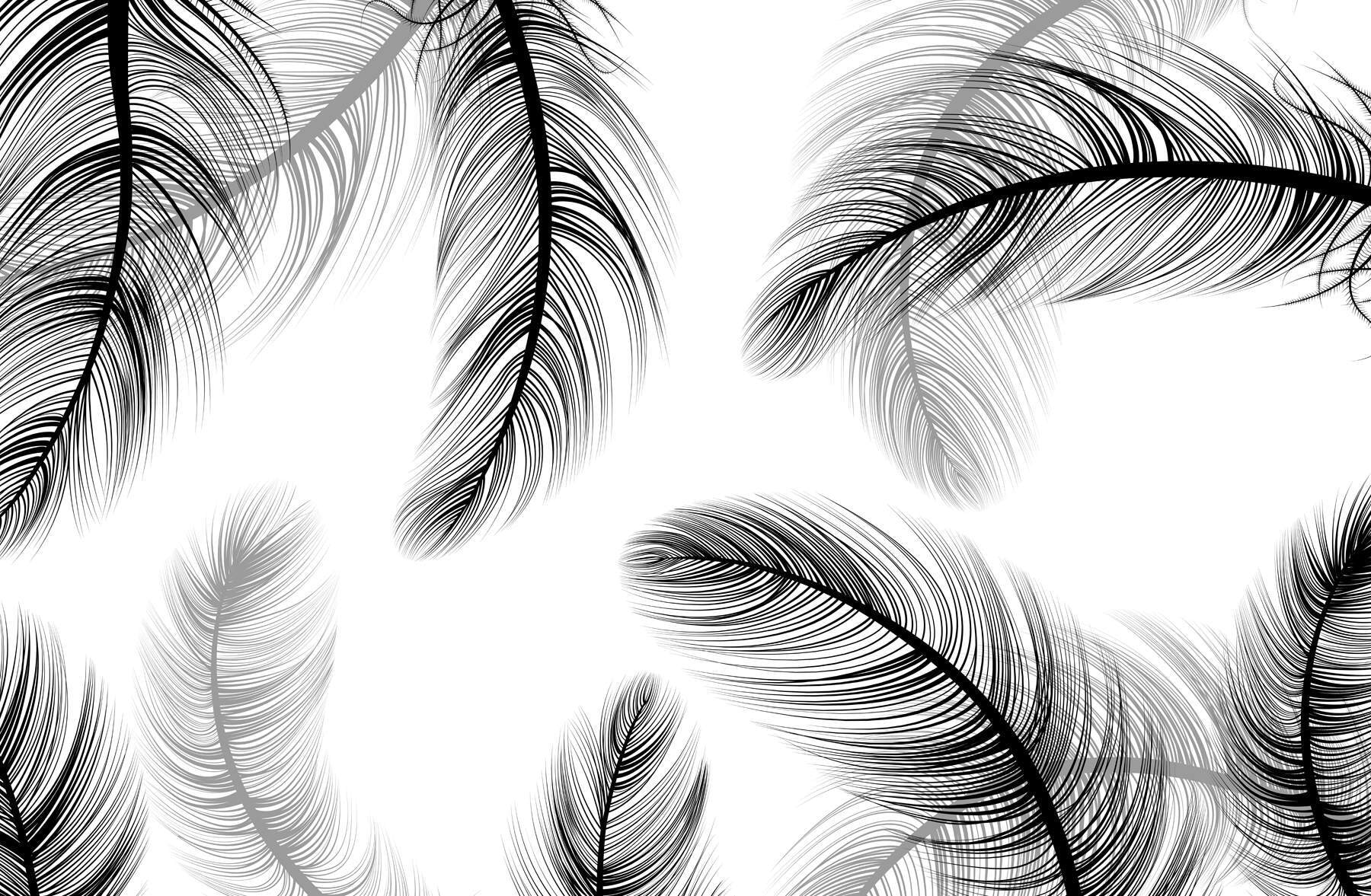 Group of black and white feathers