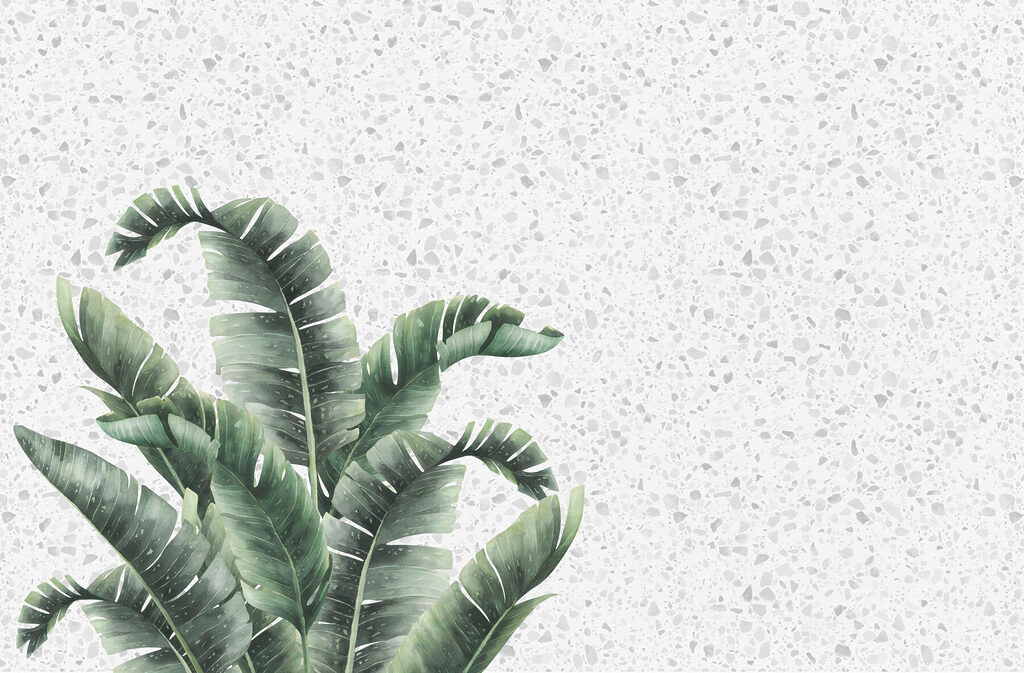 Plant with leaves on a white surface