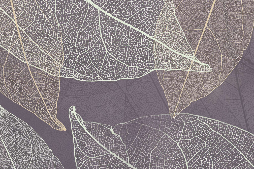 Nature's delicate leaf patterns revealed