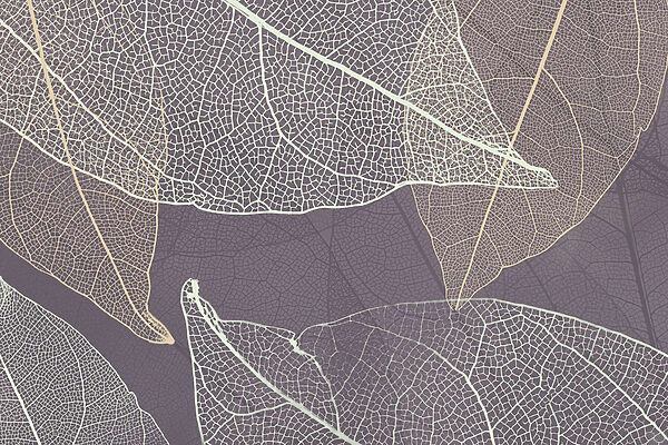 Nature's delicate leaf patterns revealed
