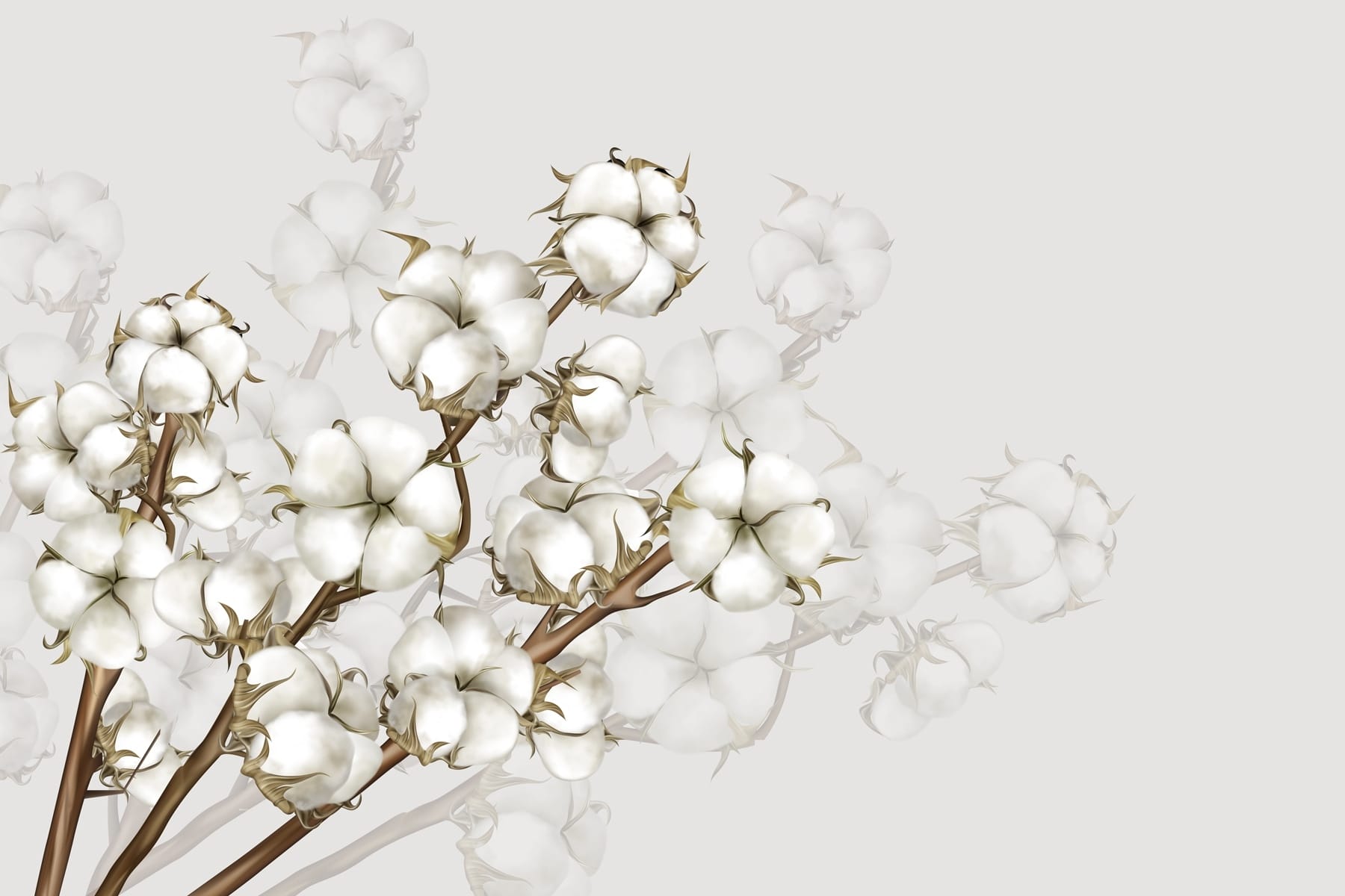 Plant with white flowers