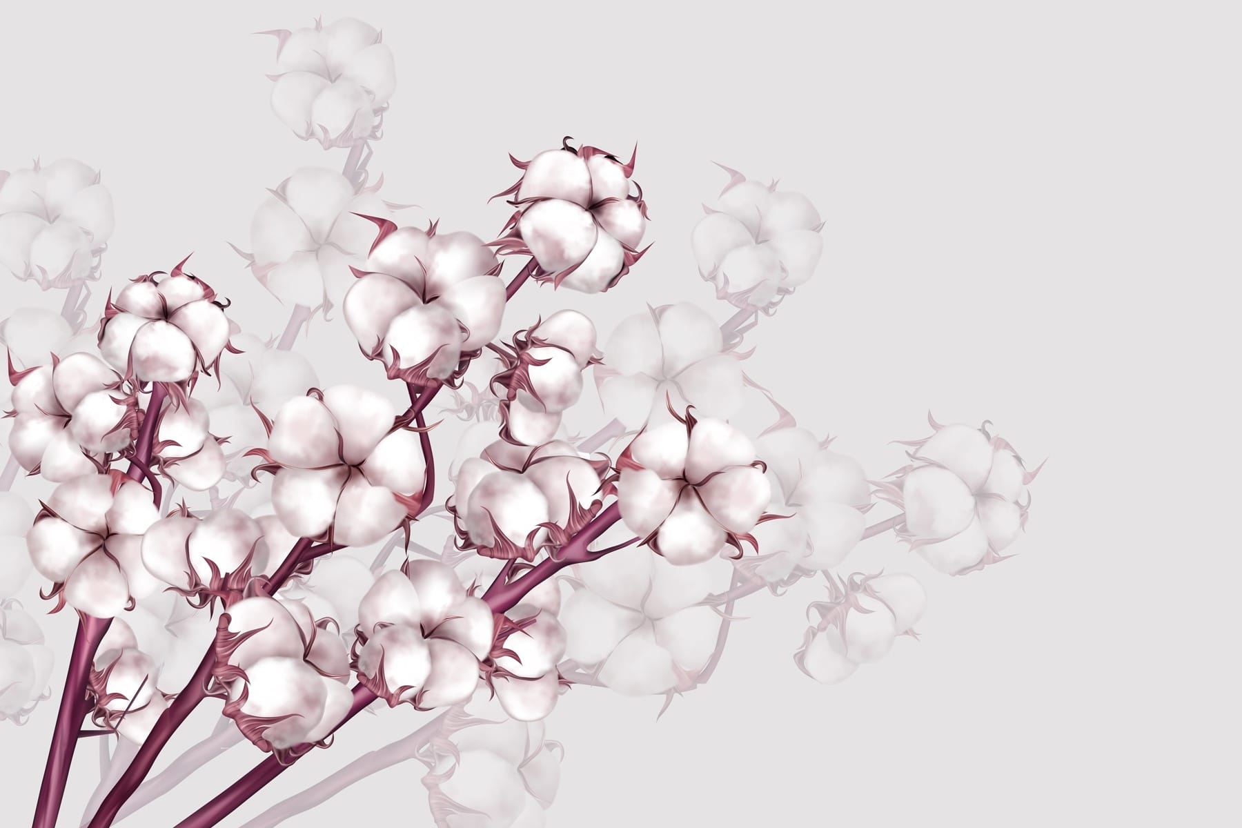 Plant with white flowers