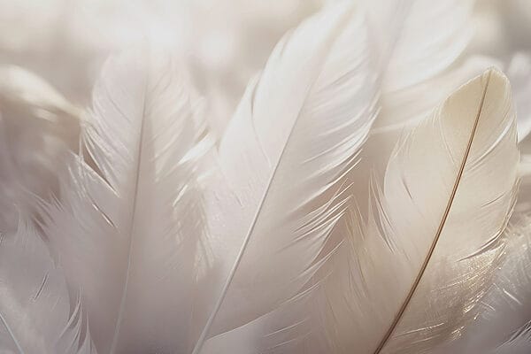 Μαλακή κομψότητα από ντελικάτα φτερά Μαλακή κομψότητα από ντελικάτα φτερά
