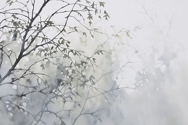 Δέντρο με φύλλα στην ομίχλη Δέντρο με φύλλα στην ομίχλη